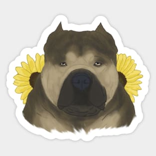 Sable American Bully with Sunflowers Sticker